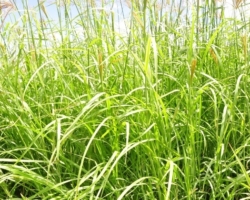 Roade Grass Hay